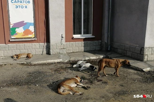 Стаи бездомных собак свободно гуляют по всему Саратову | Источник: Сергей Петунин / 164.RU