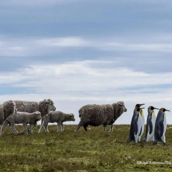 Источник: Comedy Wildlife Photography Awards