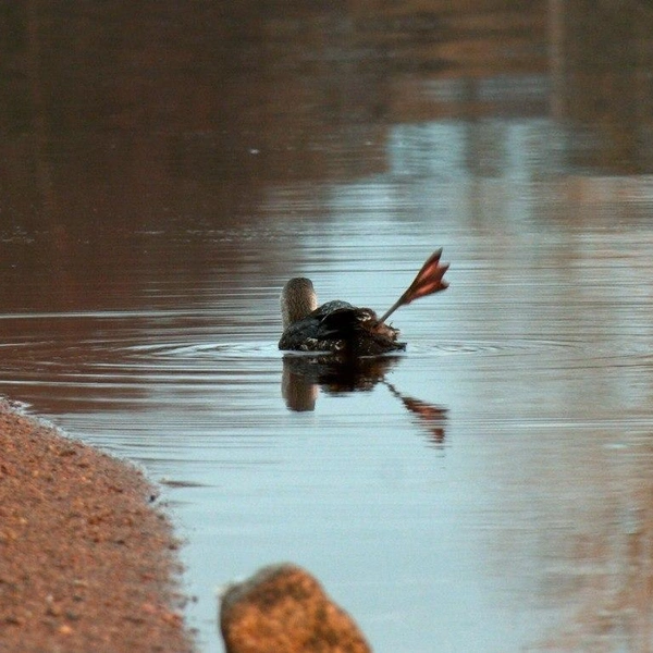 Источник: Каждой твари по паре