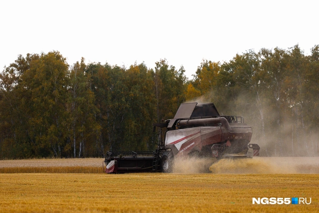 Аграрии сокращают площади под пшеницей | Источник: Евгений Софийчук / NGS55.RU