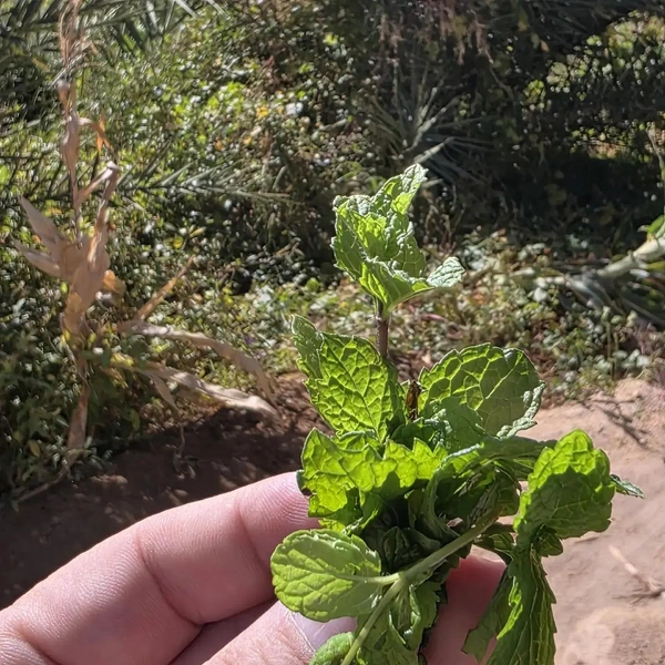 «Городок хоббитов» и подземный дом на 8 семей в пустыне: россиянин рассказал, зачем стоит лететь в Ливию