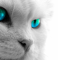 Аватарка Вета.