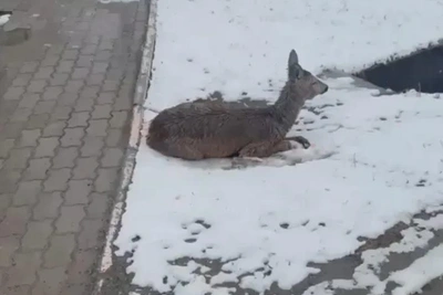 Косуля застряла в заборе спортшколы в Циолковском