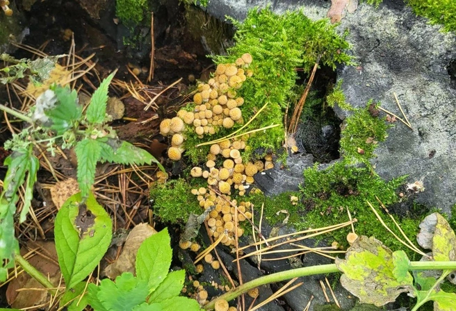 Такие грибы начинают появляться в сентябре, а собирают их при хорошем раскладе месяц-полтора  | Источник: Ольга Николаева 