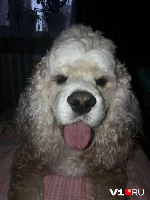 Что за шикарная шевелюра! | Источник: читатели V1.RU