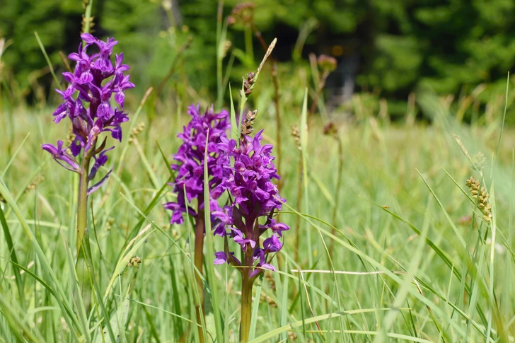 Южная болотная орхидея (Dactylorhiza praetermissa) | Источник: Tunatura, via Legion Media
