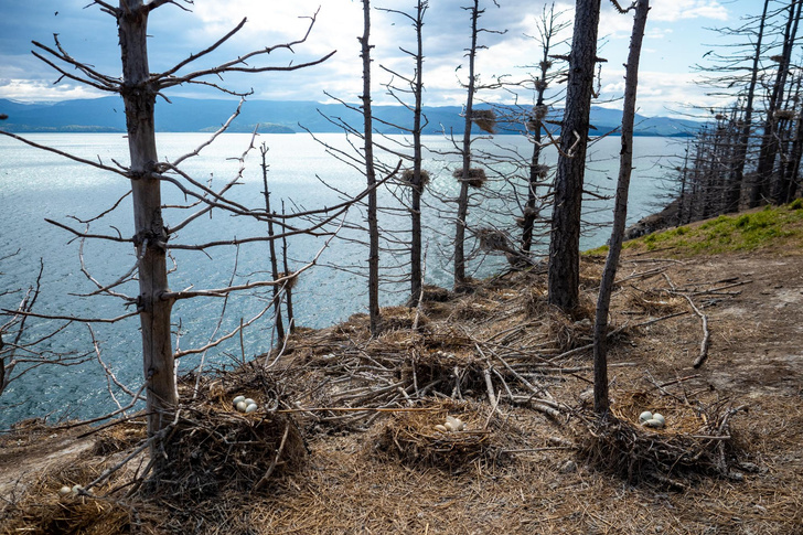 Нежелательный сосед: как большого баклана выживают с берегов Байкала