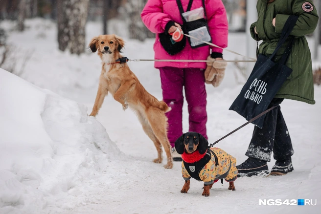 Рейтинги рейтингами, но одно можно сказать точно: для каждого собаковода его пес — самый лучший на свете | Источник: Максим Серков