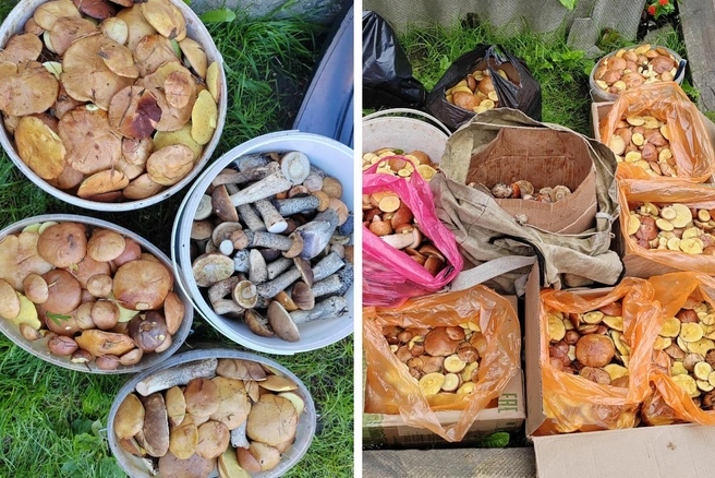 Часть грибов — на засолку, часть — на сушку | Источник: Йоргина Бобыкина