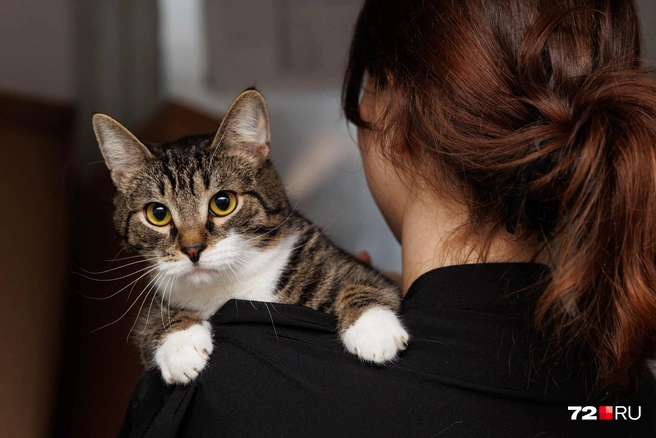 Коты и кошки с этих фотографий ищут добрых и ответственных хозяев | Источник: Ирина Шарова / 72.RU
