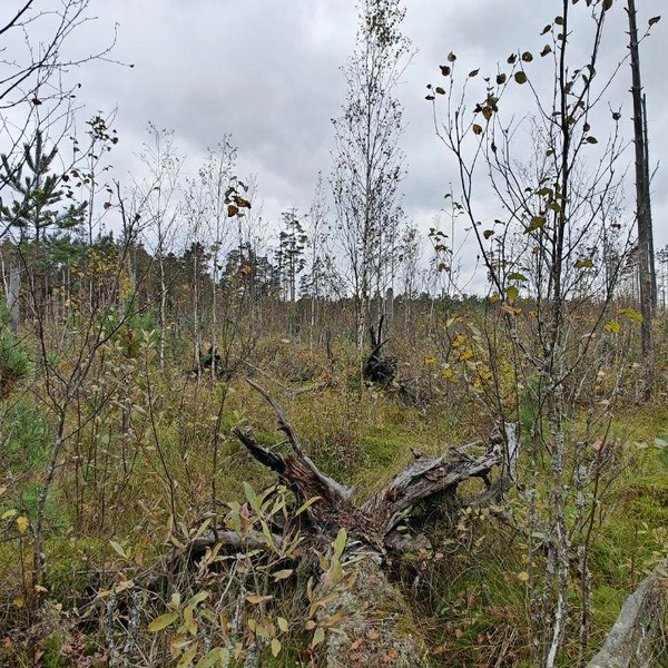 Источник: Каждой твари по паре / Телеграм