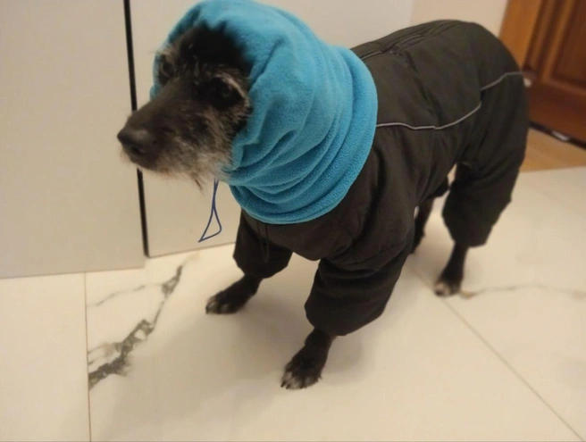 Песику хватило десятиминутной прогулки по морозу&nbsp;— обратно его пришлось нести на руках | Источник: читательница НГС Ивана