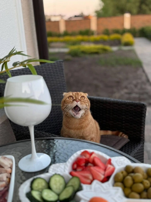 В его желтых глазах читается удивление | Источник: читатель 63.RU