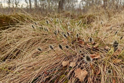Болотная пушица зацвела в Ленобласти