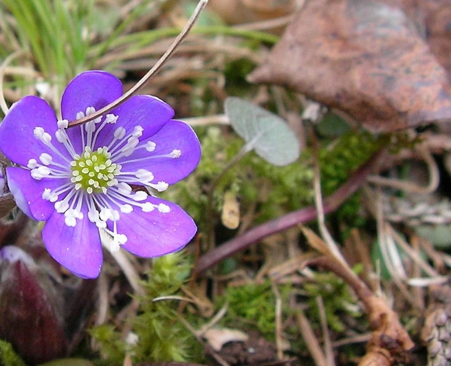 Печеночница благородная (Hepatica nobilis) | Источник: Rwimmer / commons.wikimedia.org