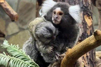 Marmoset Pair Welcomes Ninth Offspring at Leningrad Zoo