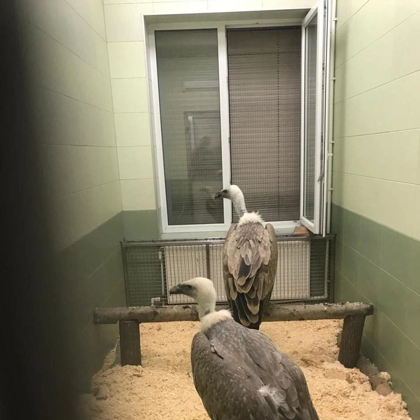 В Ленинградский зоопарк приехали белоголовые сипы, изъятые у владельца в Дагестане. Посмотрите на редких птиц | Источник: Зоо пресс-информ