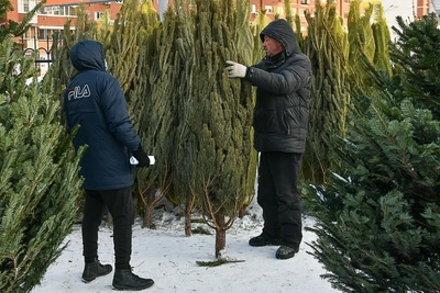 Где купить новогоднюю ёлку в Санкт-Петербурге