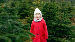 «Сказочная елка»: выставка хвойных растений на ВДНХ