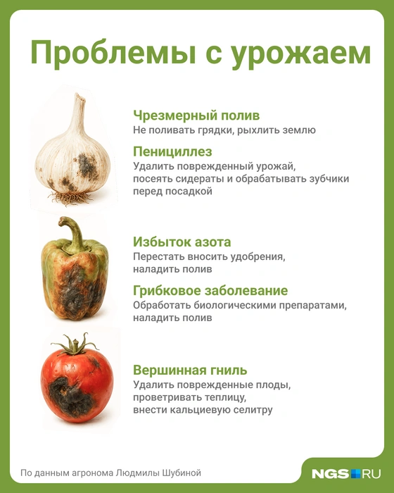 Собрали основные причины проблем с урожаем в одной картинке | Источник: Юрий Орлов / Городские медиа