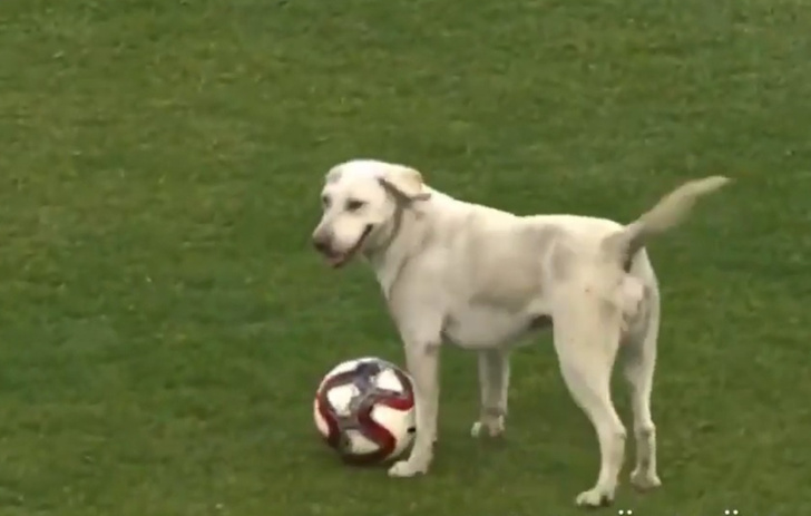 Собака выскочила на футбольное поле и попыталась поучаствовать в игре (видео)
