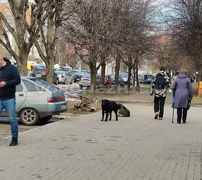Едва ли генерал Лизюков мог подумать, что на улице, названной в честь него, будут гадить бродячие псы | Источник: Татьяна Тельпис / Voronezh1.ru