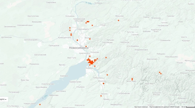 Осенние опята могут расти в любых лесах | Источник: Inaturalist.org