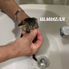 userpic__Akulakuta