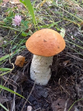 Источник: Елена Краснова