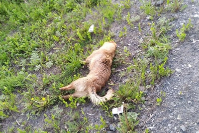 Жестокое убийство собаки в Тюменской области