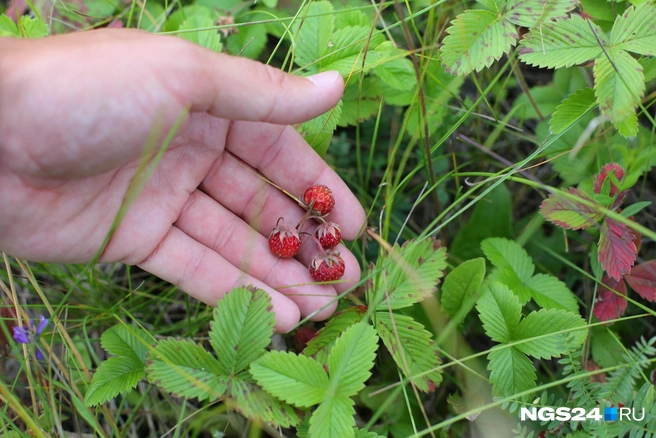 Скоро под Красноярском | Источник: Мария Ленц / NGS24.RU