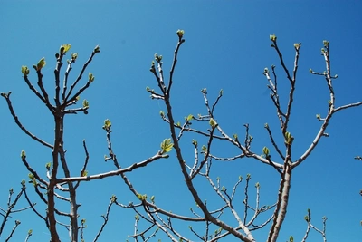 На юге Сахалина вновь потеплеет до +10 градусов