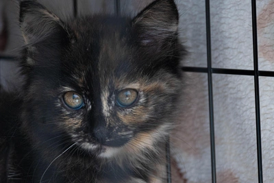 В Якутии отменили карантин по бешенству