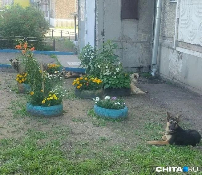 Свора во дворе на улице Магистральной | Источник: очевидец