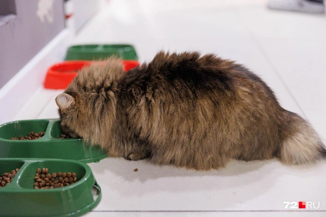 Кота не беспокоить — у него обед | Источник: Ирина Шарова / 72.RU