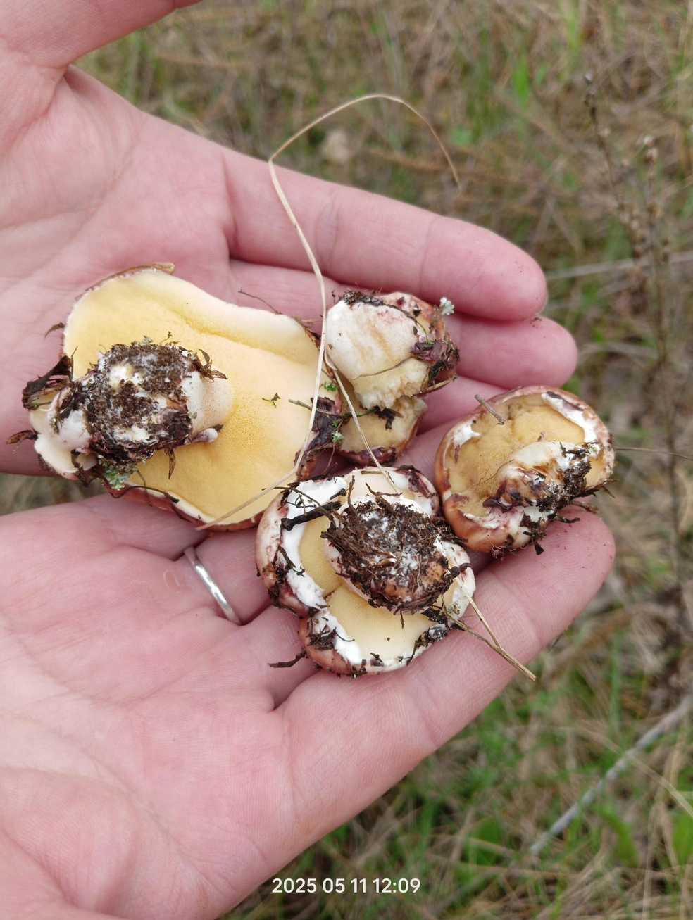 Вот такая семейка | Источник: Вадим Имангулов / Грибы и ягоды Челябинской области / Vk.com