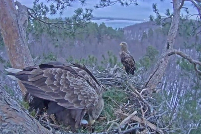 У пары орланов в «Нижней Каме» появилось первое яйцо