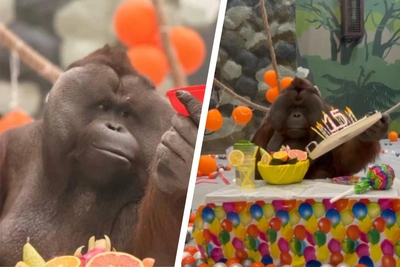 Билл из Пермского зоопарка отпраздновал 15 лет с тортом и шариками