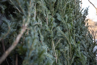 Питомник «К-9» в Иркутске принимает ёлки после праздников