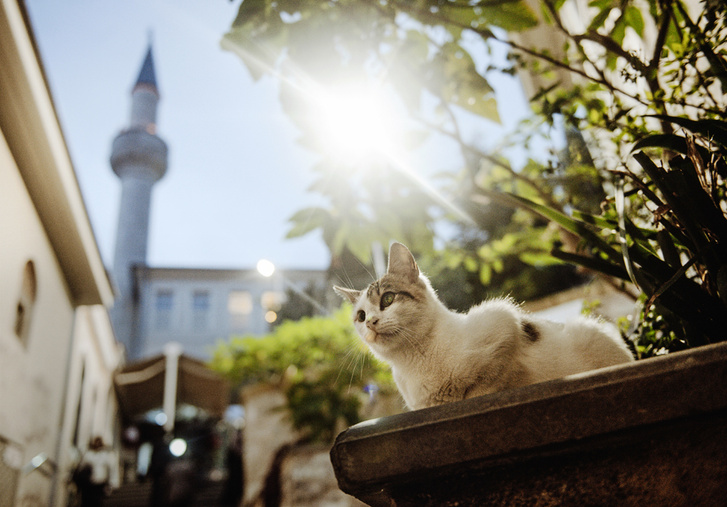 Хвостатые короли улиц: как кошки стали хозяевами Стамбула