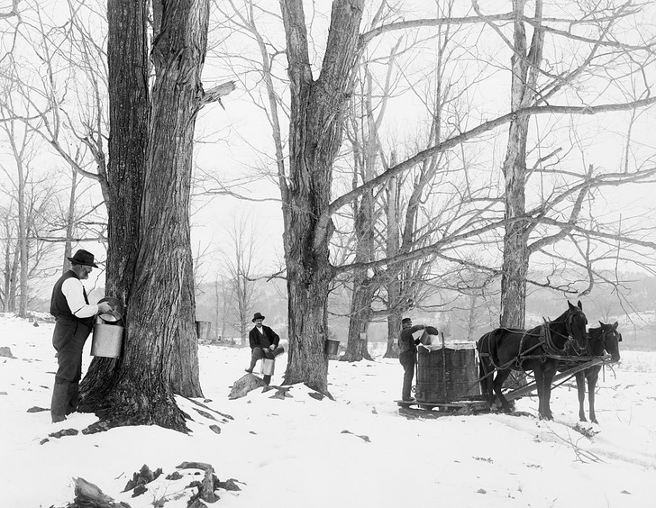 Universal History Archive / Contributor / Getty ImagesСбор сока для кленового сиропа. 1905 год