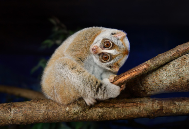 Самые милые животные фото