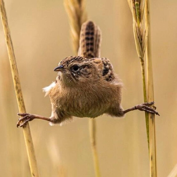 Источник: World Nature Photography Awards