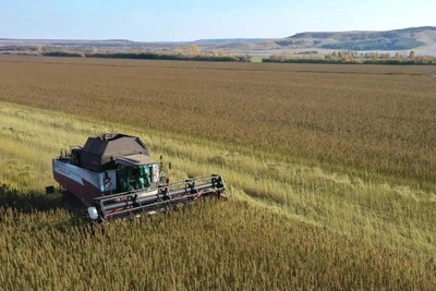 Хабиров рассказал о проекте по технической конопле в Башкирии