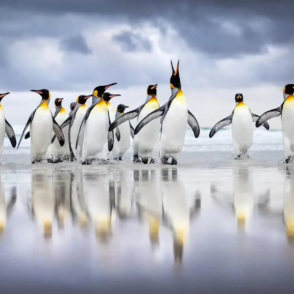 Третье место в номинации «Птицы в естественной среде» | Источник: Steffen Foerster / Bird Photographer of the Year 2025
