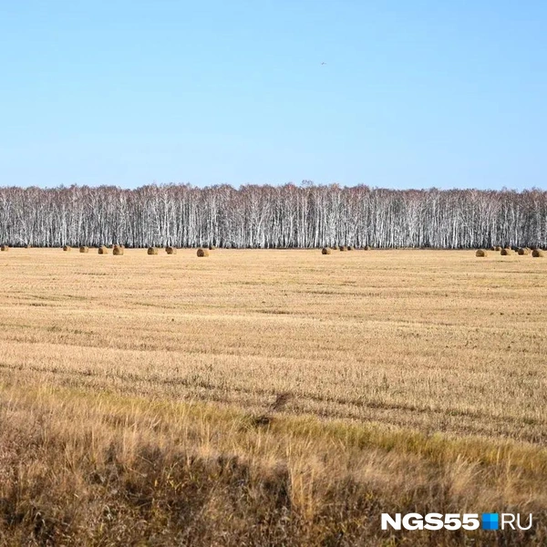 Поля убраны и ждут новую весну  | Источник: Кирилл Башинский / NGS55.RU 