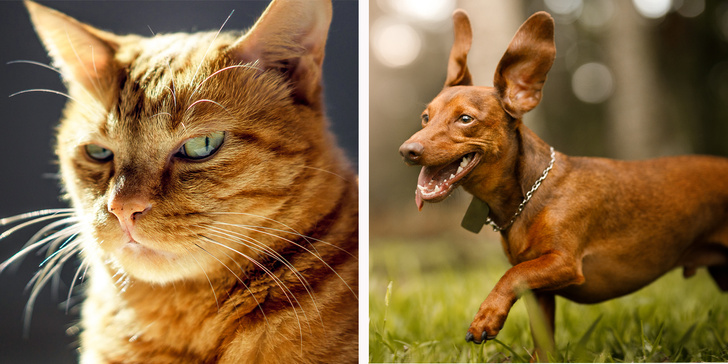 Собачники vs кошатники: ученые установили, чем отличаются их характеры (не очень приятные новости для владельцев кошек)