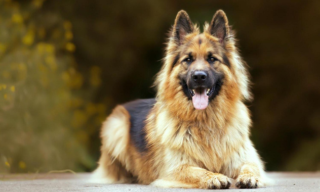 Почему у большинства собак карие глаза, а не желтые, как у волков? Ответ вас удивит