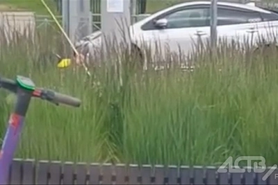 Под присмотром мамы ребенок уничтожал клумбу в центре Южно-Сахалинска