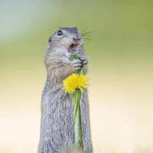 Источник: Kath Aggiss / Comedy Wildlife Photography Awards 2024